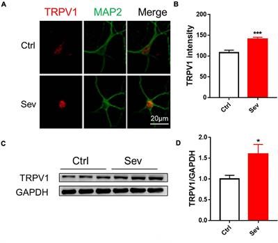 TRPV1 Antagonist Prevents Neonatal Sevoflurane-Induced Synaptic Abnormality and Cognitive Impairment in Mice Through Regulating the Src/Cofilin Signaling Pathway